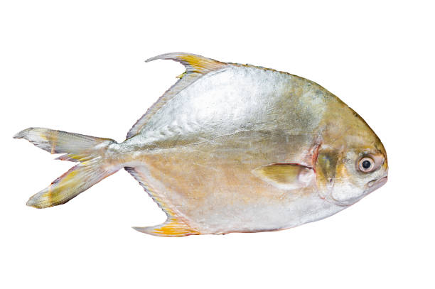 istock Fresh Raw Florida Pompano fish  Isolated on white background, top view. 1872734635