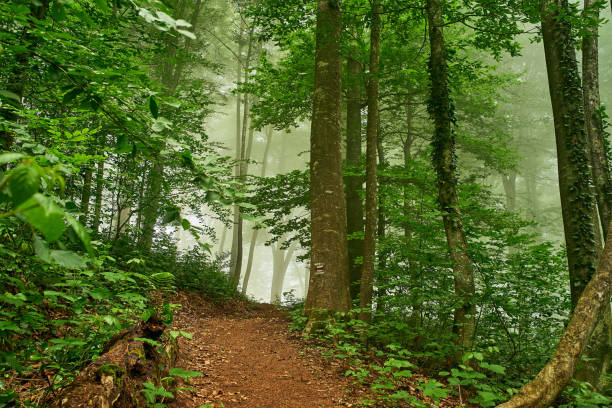 Footpath in the rainforest in the Mtirala National Park in Adjara in Georgia