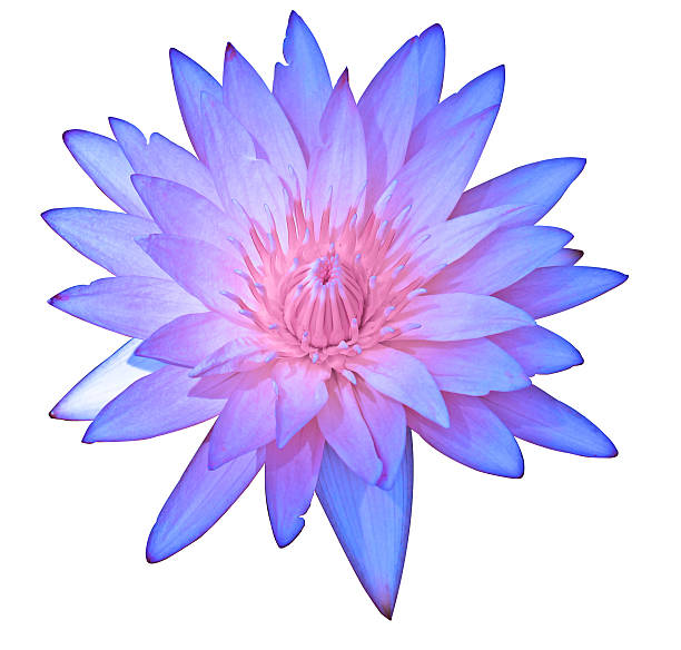 istock Close up purple color blooming water lily 187274593