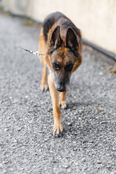 istock A reliable, vigilant guard in the yard - a strict German shepherd 1872747848