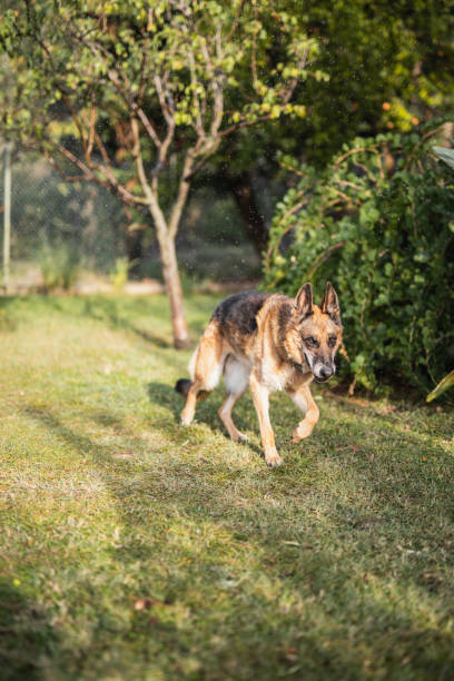 istock A reliable, vigilant guard in the yard - a strict German shepherd 1872747944
