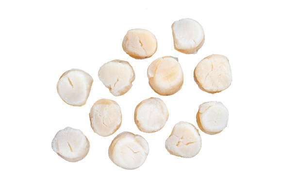 istock Steamed scallops meat Isolated on white background, top view. 1872748504