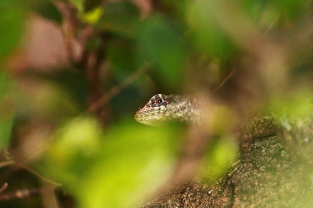istock Tropidurus Azurduyae Lizard on Top of a Stone 1872748708