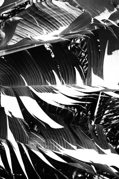 istock Banana Leaves. Monochromatic Black and White Tones 1872749328