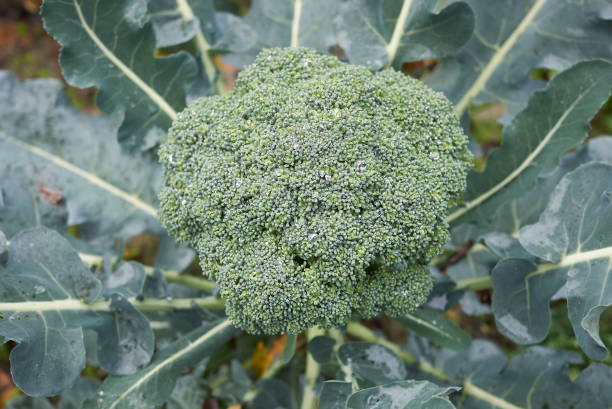 istock fresh Broccoli in a vegetable garden 1872751998