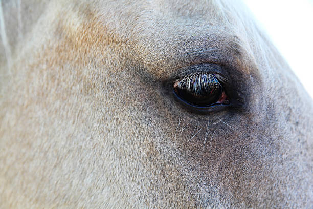 istock Horse eye up close 187275256