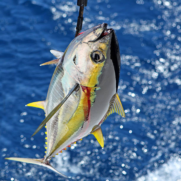 Yellowfin Tuna Catch Yellowfin Tuna catch in Seychelles big game fishing stock pictures, royalty-free photos & images