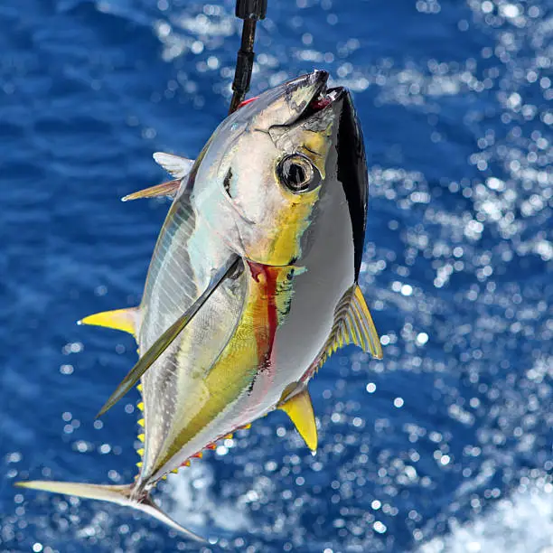 Photo of Yellowfin Tuna Catch