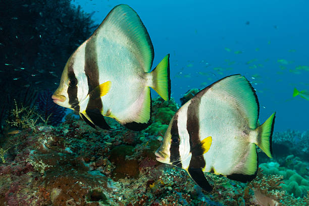 Platax Batfishes at Outer Reef in Raja Ampat, Indonesia Platax Batfishes Platax teira at an outer reef at about 10m depth  longfin spadefish stock pictures, royalty-free photos & images