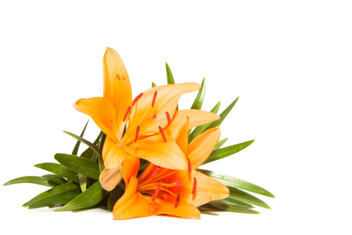 lily flower isolated on a white background