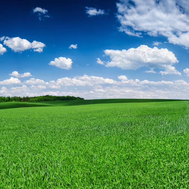 istock Square spring landscape 60MPix XXXXL - meadow, blue sky 187275620