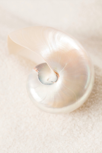 Subject: Close-up of a Nautilus shell resting on a white sand beach background.
