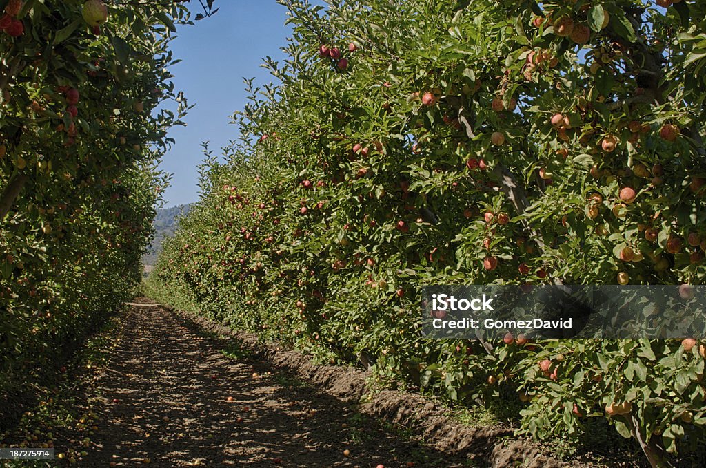 Espalier Organic Sad jabłkowy - Zbiór zdjęć royalty-free (Bez ludzi)