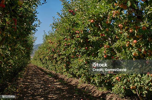 Espalier Organic Sad Jabłkowy - zdjęcia stockowe i więcej obrazów Bez ludzi - Bez ludzi, Drzewo, Drzewo owocowe