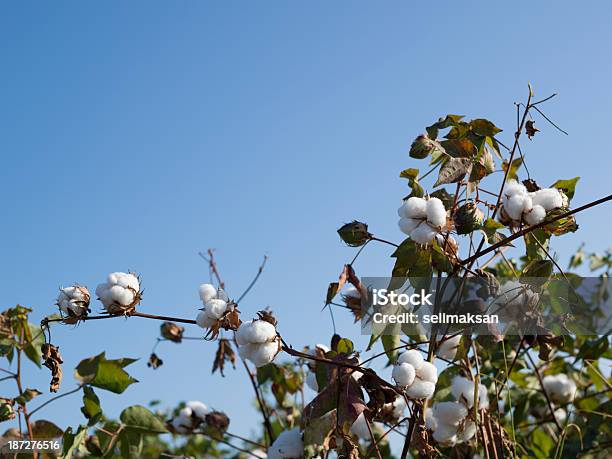 Foto de Algodão No Céu Azul Límpido e mais fotos de stock de Agricultura - Agricultura, Algodão - Malvaceae, Azul