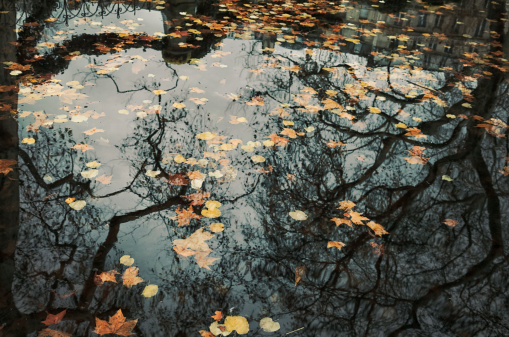 Dry autumn orange leaves on water in rainy autumn day.