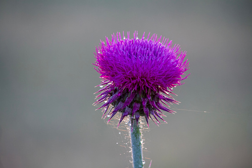 Pictures of Kenger plant, Silybum marianum Silybum marianum plant, a medicinal herb plant that shines in the spring.