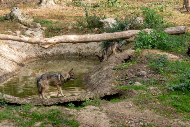 The grey wolf (Canis lupus) preys on ungulates, small animals, and carrion. Photo taken in Yellowstone.