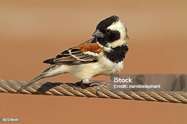 Cape Sparrow Stockfoto und mehr Bilder von Afrika - Afrika, Ausgedörrt, Fotografie