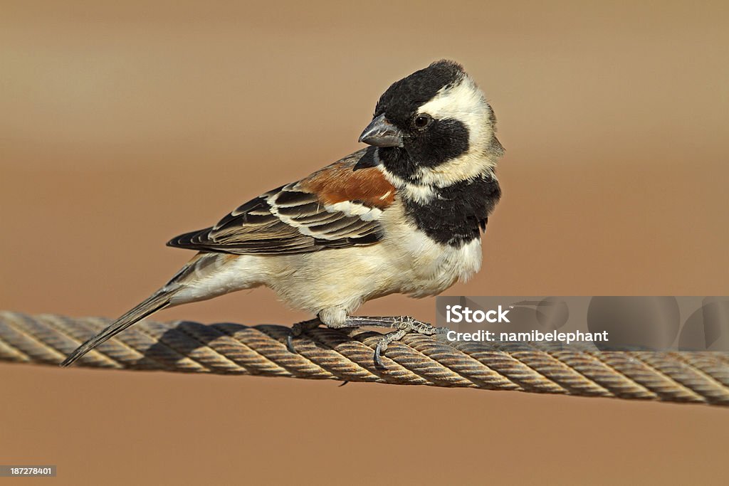 cape sparrow - Zbiór zdjęć royalty-free (Afryka)