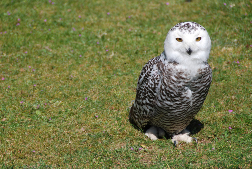 Snowy Owl - females