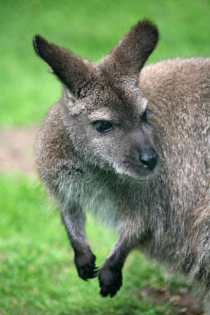 canguru de bennet - wallaby kangaroo australian culture australia - fotografias e filmes do acervo