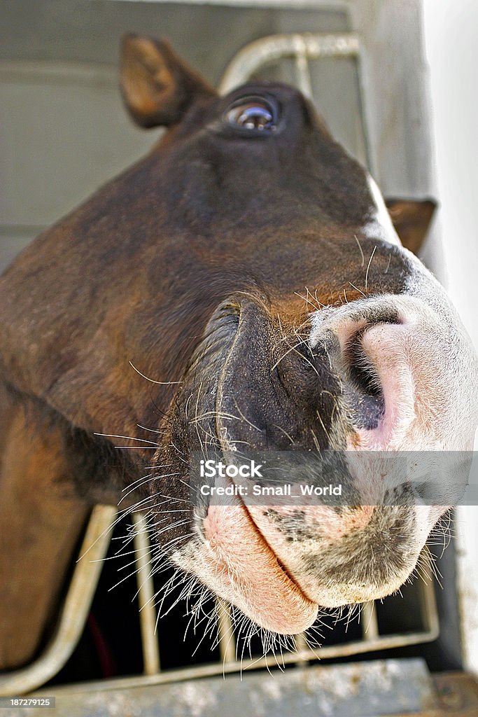 Smiling Horse Smiling horse Animal Stock Photo