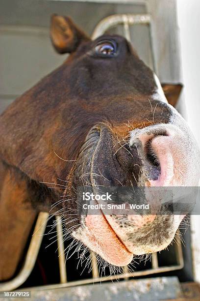 Smiling Horse Stock Photo - Download Image Now - Animal, Animal Body Part, Animal Head