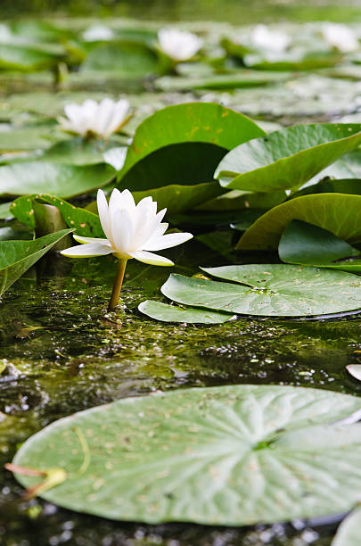 istock Water lilies flower in the pond 187279260