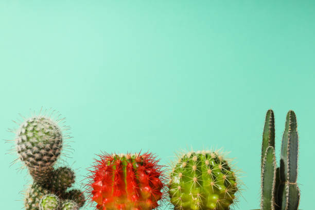 istock Cozy hobby growing house or indoor plants - cactus 1872795511