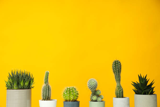 istock Cozy hobby growing house or indoor plants - cactus 1872796513