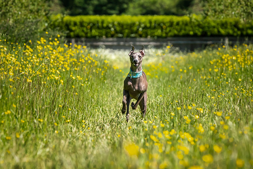Italian Greyhound Dog - in action running and flying in a meadow with yellow flowerd looking very happy with ears and paws up