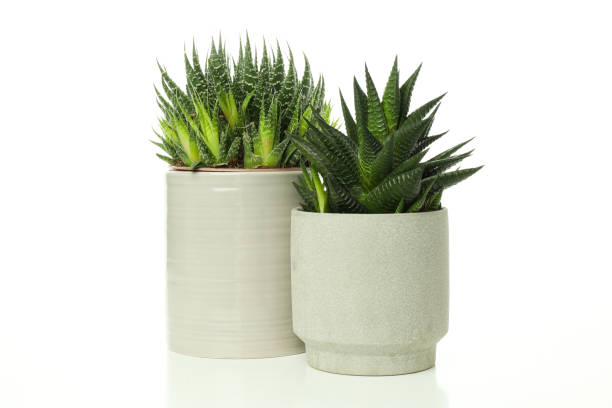 istock Cozy hobby - growing house plants, cactus, isolated on white background 1872797040