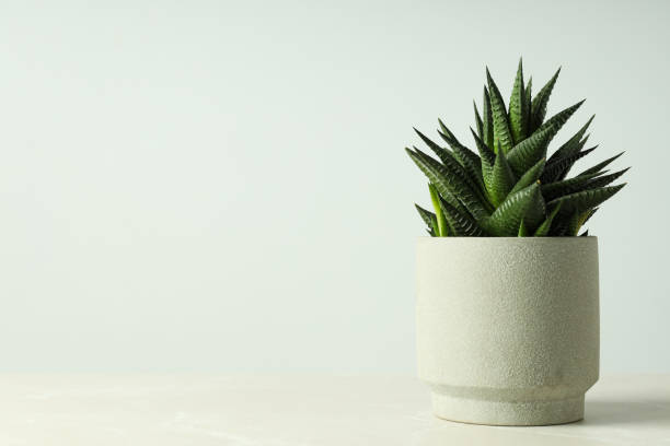 istock Cozy hobby growing house or indoor plants - cactus 1872801196