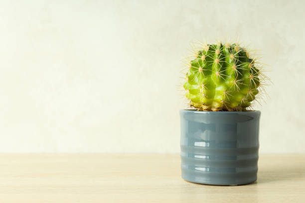 istock Cozy hobby growing house or indoor plants - cactus 1872801207