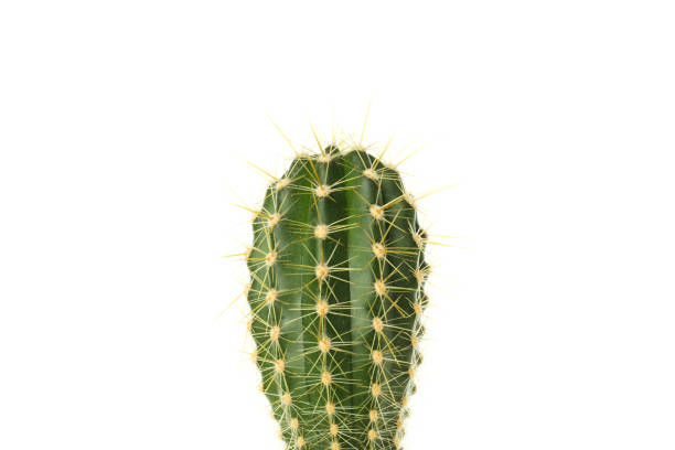 istock Cozy hobby - growing house plants, cactus, isolated on white background 1872808722