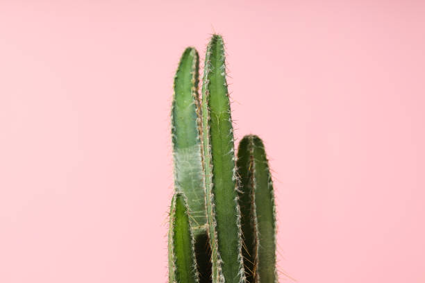 istock Cozy hobby growing house or indoor plants - cactus 1872808977