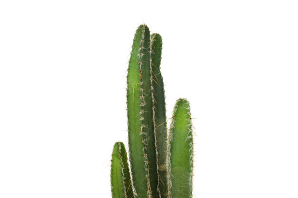 istock Cozy hobby - growing house plants, cactus, isolated on white background 1872810508