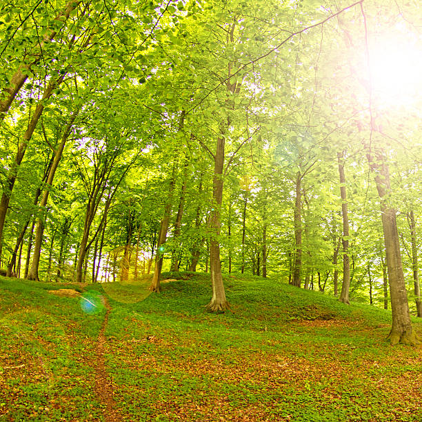 istock Forest, in springtime with lens flare. 187281088