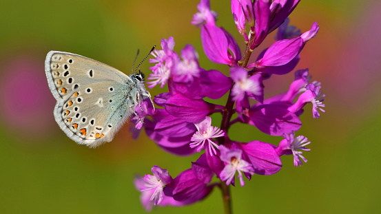 blue butterfly on the pink flower