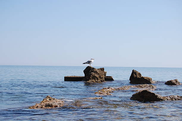 Gaviota on the rocks - foto de stock