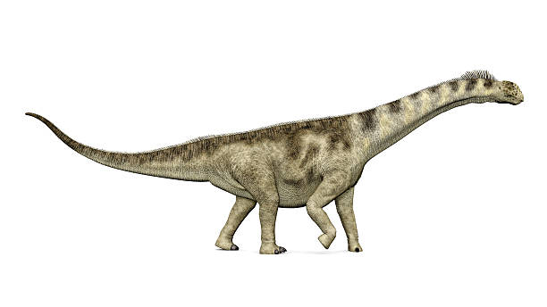 dinosaur camarasaurus - hugely photos et images de collection
