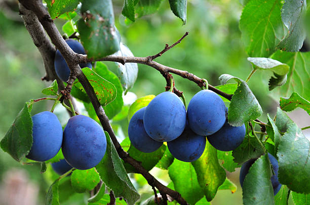 istock Branch with garden-stuffs. Plum 187282460