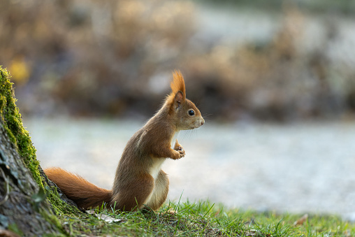 Eurasian red squirrel (Sciurus vulgaris) sitting near a tree trunk.