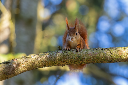 Cute Eurasian red squirrel (Sciurus vulgaris) sitting on the branch of a spruce.