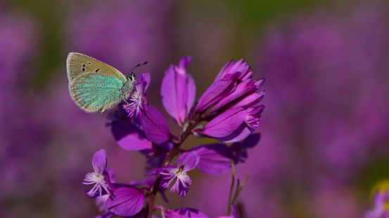 blue butterfly on the purple flower