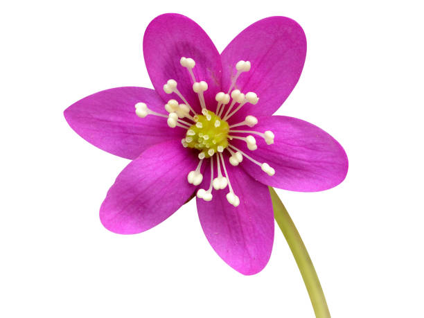 Anemone hepatica or Hepatica nobilis, Medieval herbalists believed it could be used to treat liver diseases, and may be used in current folk medicine.