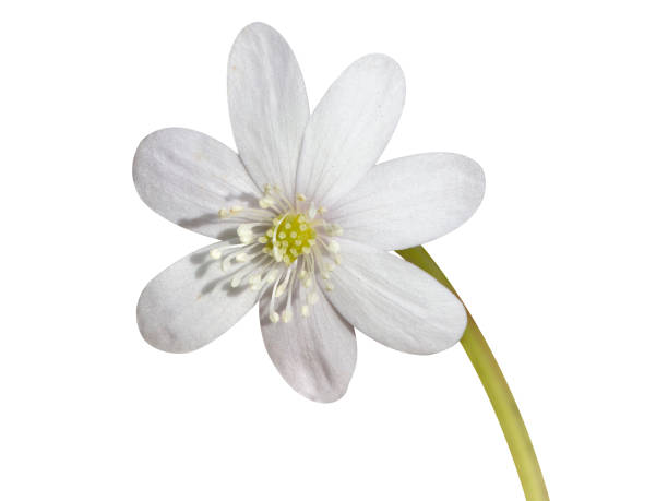 istock Anemone hepatica or Hepatica nobilis 1872835955