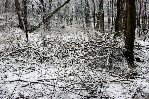 Broken branches and trees in the park after a storm in the winter