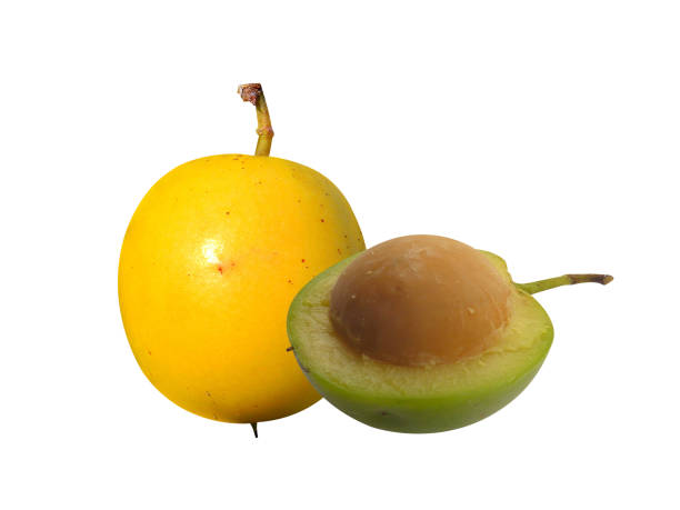 hog plum or Ximenia americana, hog plum, Ximenia americana, hog plum fruits, or tallow wood, is eatble fruit and food source and has been reported to be used to treat a large number of diseases, including measles. olacaceae stock pictures, royalty-free photos & images